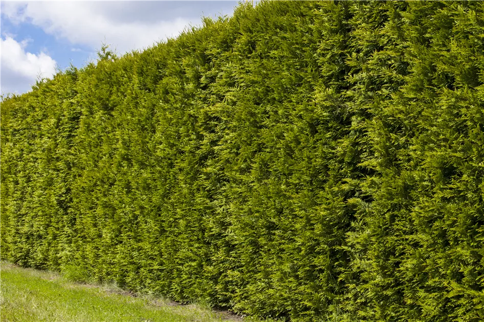 thuja hecke smaragd kaufen Lebensbaum 'Smaragd' kaufen | Thuja occidentalis 'Smaragd'