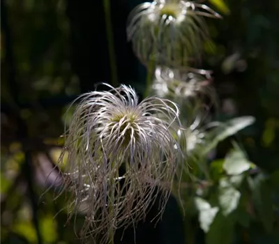 Clematis vitalba