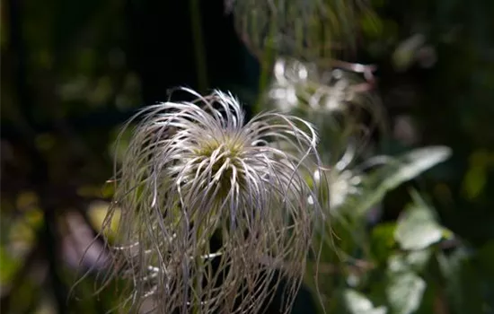 Clematis vitalba Clematis vitalba
