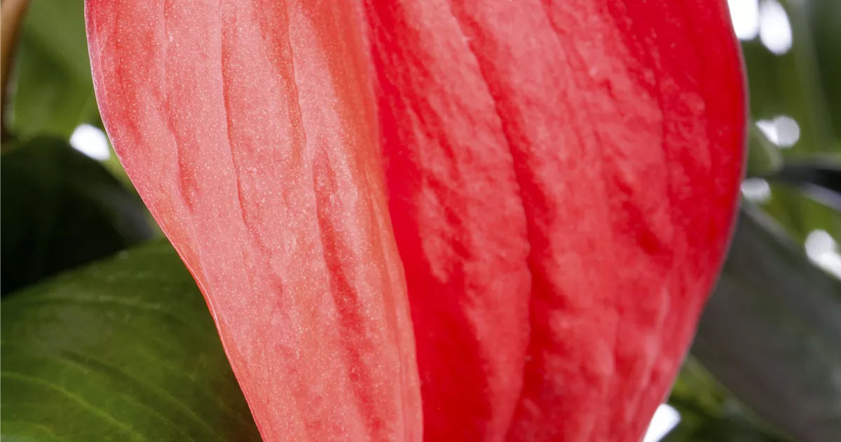 Anthurium x scherzerianum