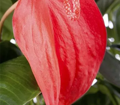 Anthurium x scherzerianum Anthurium x scherzerianum
