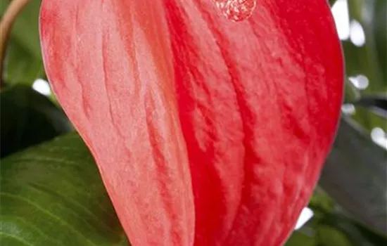 Anthurium x scherzerianum Anthurium x scherzerianum