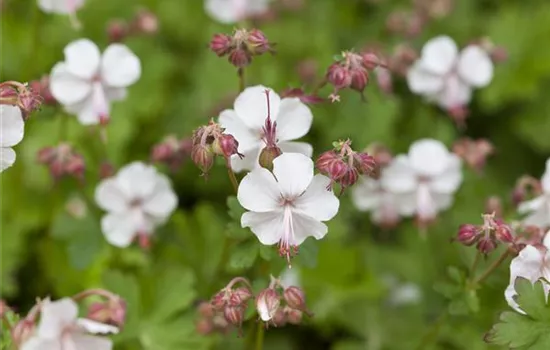 Geranium x cantabrigiense 'Biokovo' Geranium x cantabrigiense 'Biokovo'