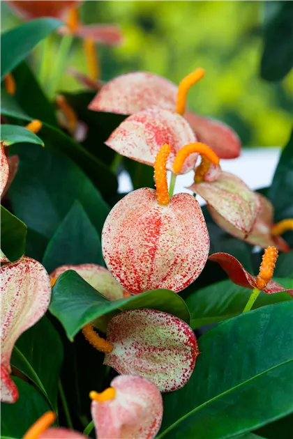 Anthurium x scherzerianum