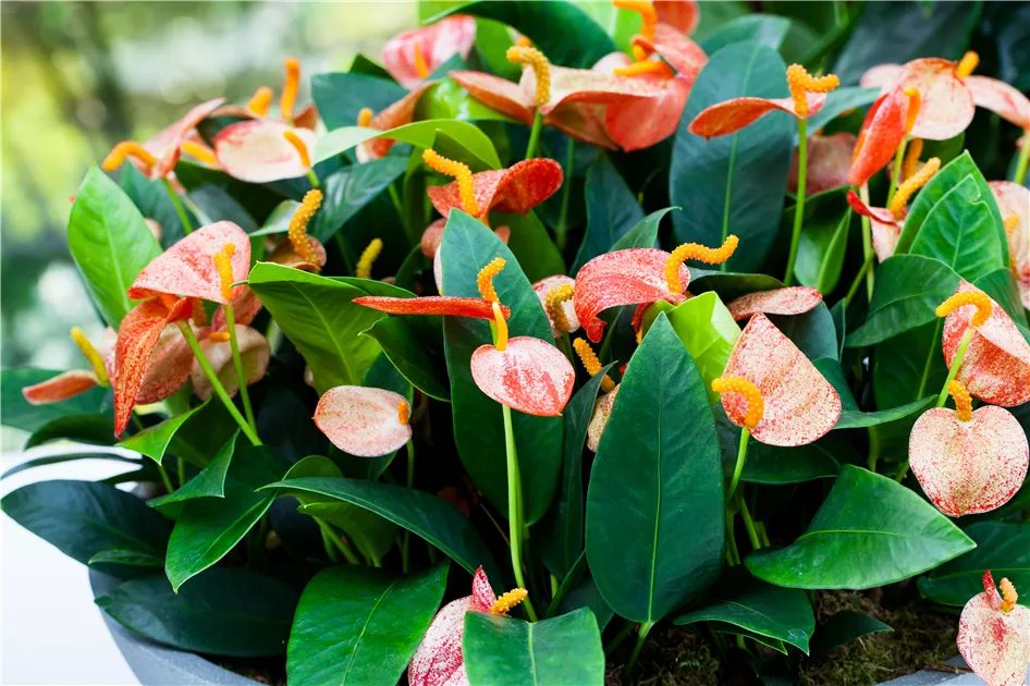 Anthurium x scherzerianum