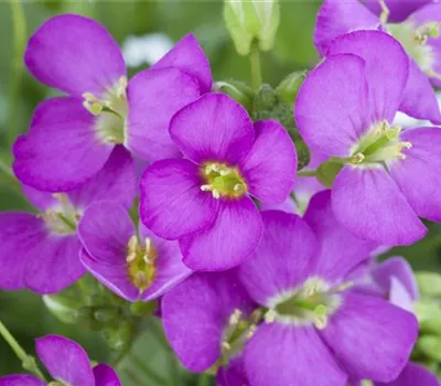 Arabis caucasica, rosa