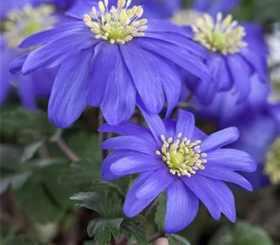 Anemone blanda, blau Anemone blanda, blau