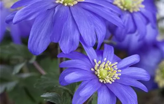 Anemone blanda, blau Anemone blanda, blau