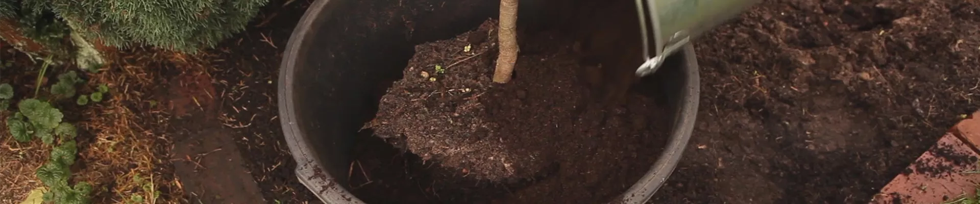 Olivenbaum - Überwintern (thumbnail).jpg Olivenbaum - Überwintern (thumbnail).jpg