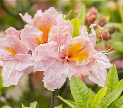 Rhododendron luteum 'Berryrose'