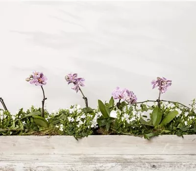 Phalaenopsis Phalaenopsis