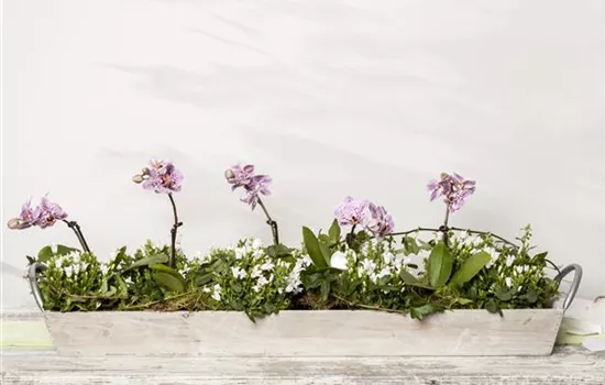 Phalaenopsis Phalaenopsis