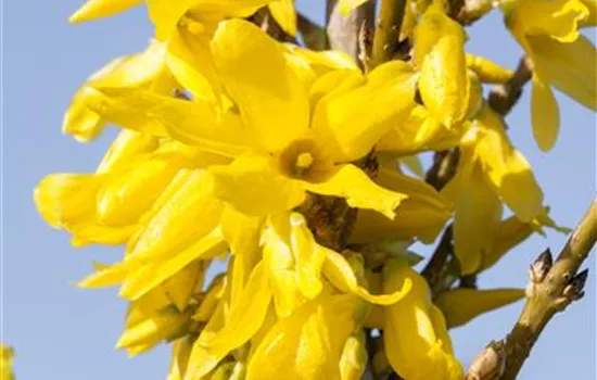 Forsythia x intermedia 'Week End'® Forsythia x intermedia 'Week End'®