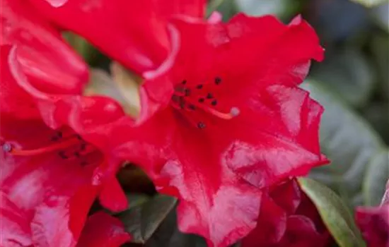 Rhododendron repens 'Scarlet Wonder' Rhododendron repens 'Scarlet Wonder'