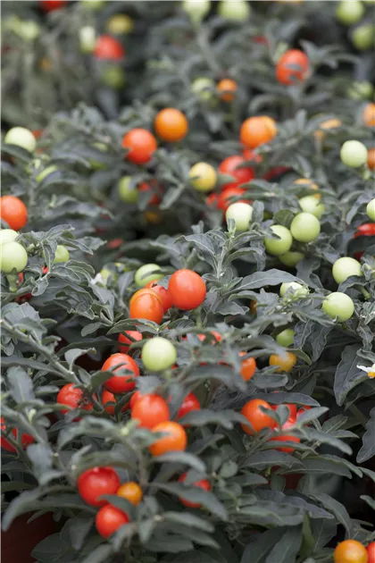 Solanum pseudocapsicum
