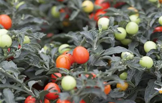 Solanum pseudocapsicum Solanum pseudocapsicum