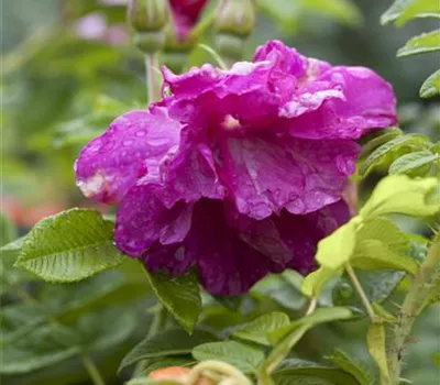 Rosa rugosa Rosa rugosa