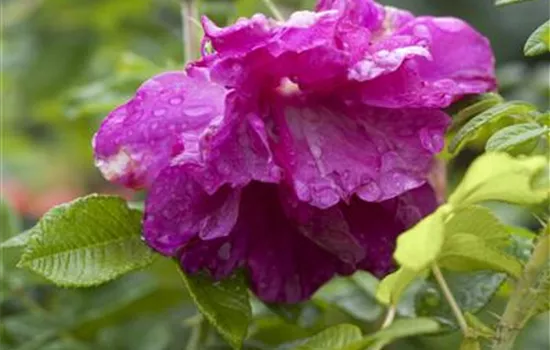 Rosa rugosa Rosa rugosa