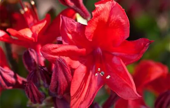 Rhododendron luteum 'Royal Command' Rhododendron luteum 'Royal Command'