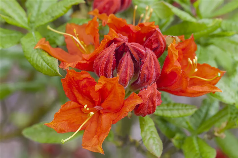 Rhododendron luteum 'Royal Command'