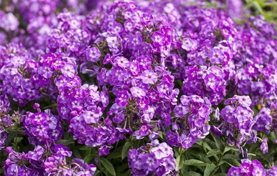 Phlox paniculata, lila