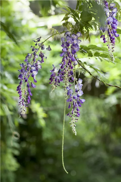 Wisteria floribunda
