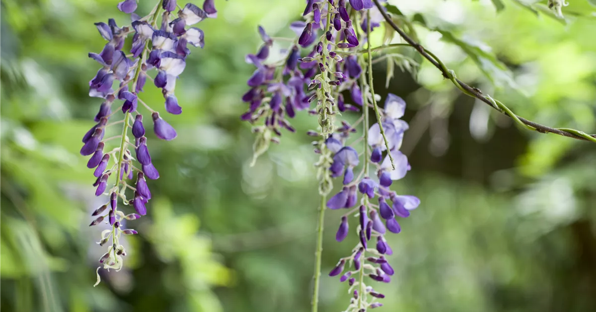 bonsai boom Gingko Tree Kokedama (Grown Bonsai) main image 1