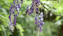Wisteria floribunda