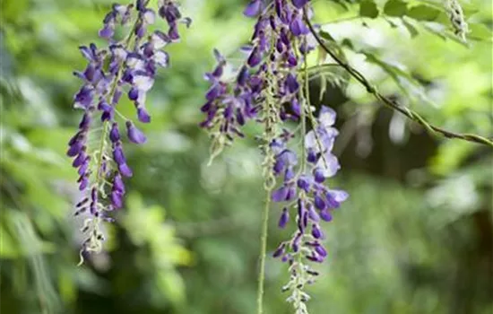 Wisteria floribunda Wisteria floribunda