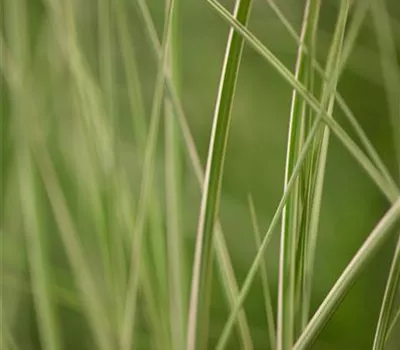 Miscanthus sinensis 'Kleine Silberspinne' Miscanthus sinensis 'Kleine Silberspinne'