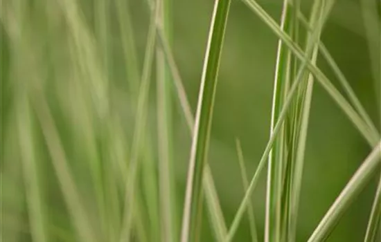 Miscanthus sinensis 'Kleine Silberspinne' Miscanthus sinensis 'Kleine Silberspinne'