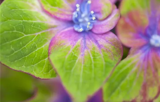 Hydrangea macrophylla 'Saxon® Schloss Wackerbarth, Horwack(s)' Hydrangea macrophylla 'Saxon® Schloss Wackerbarth, Horwack(s)'