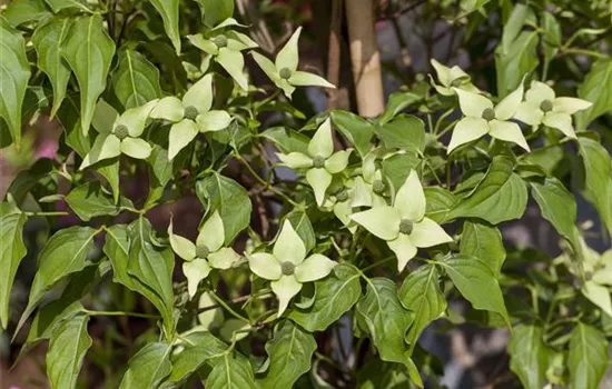 Cornus kousa chinensis 'Milky Way' Cornus kousa chinensis 'Milky Way'