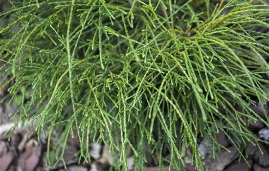 Thuja plicata 'Whipcord' Thuja plicata 'Whipcord'