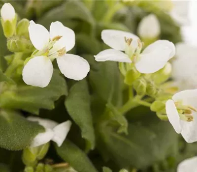 Arabis caucasica, weiß