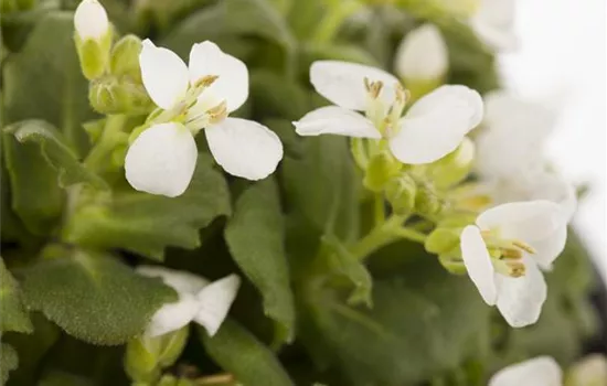 Arabis caucasica, weiß Arabis caucasica, weiß