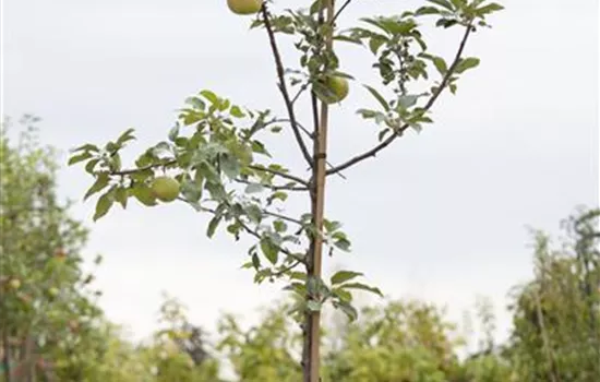 Malus domestica 'Idared' Malus domestica 'Idared'