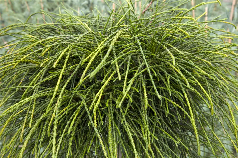 thuja golden tuffet Thuja 'Golden Tuffet'