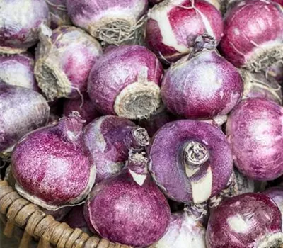 Hyacinthus Hyacinthus