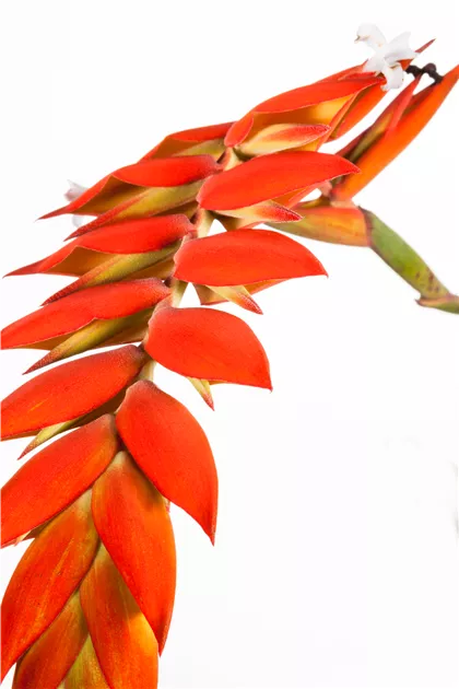 Vriesea
