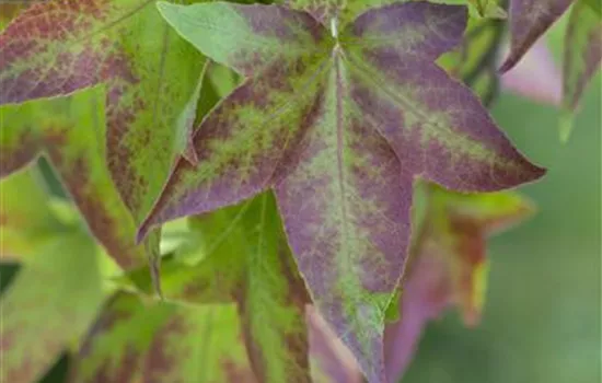 Liquidambar styraciflua Liquidambar styraciflua