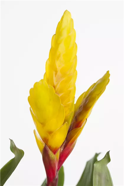 homalomena rubescens variegata Homalomena Rubescens Stardust Variegated – Okanoka main image 0