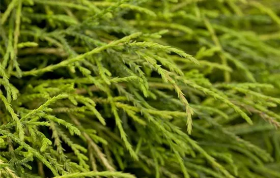 Chamaecyparis pisifera 'Sungold' Chamaecyparis pisifera 'Sungold'