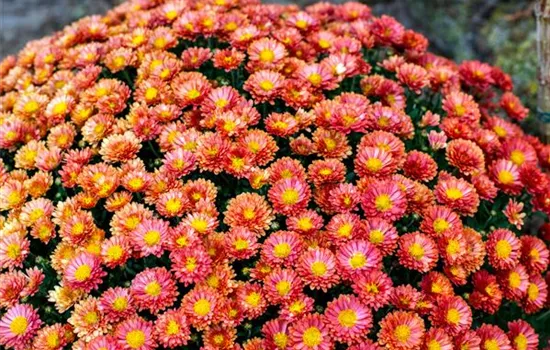 Tanacetum coccineum, rot Tanacetum coccineum, rot