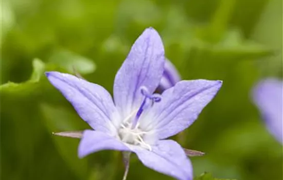 Campanula poscharskyana, blau Campanula poscharskyana, blau