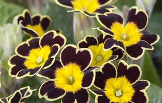 Primula veris Primula veris