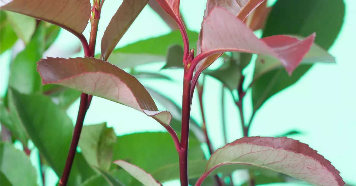 golden crocodile philodendron Philodendron Golden Saw/Crocodile Golden — Aroidasia main image 0
