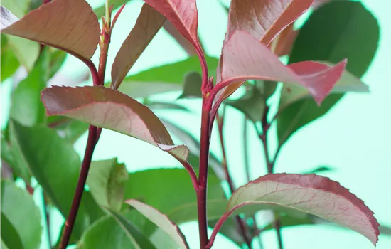 Photinia fraseri 'Little Red Robin' Photinia fraseri 'Little Red Robin'