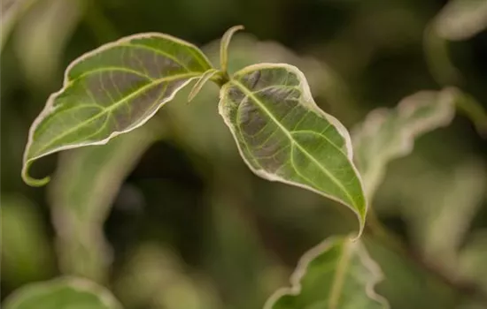 Cornus kousa 'Samaritan'