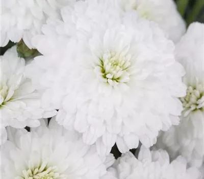 Argyranthemum Argyranthemum